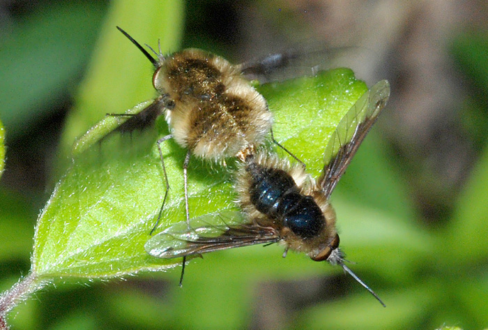 Accoppiamento Bombylius fimbriatus